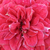 Rdeča - Pokrovne vrtnice - Mauve™